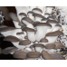 Мицелий Вешенки обыкновенной / серой (Pleurotus sajor-caju)